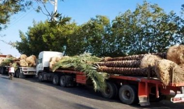 تایید شد؛ نخلها برگشتند