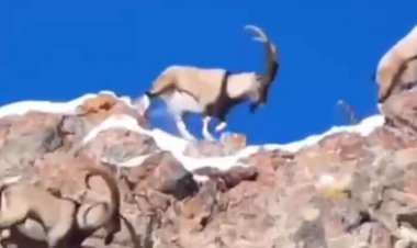 تصاویری از گله پازن در پارک ملی دنا