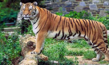 ببینید؛ بلعیدن گراز زنده توسط ببر