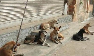 سگ‌های ولگرد تهدیدی برای سلامت مردم