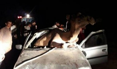 شتر جان  یک راننده جوان۲۱ ساله را گرفت