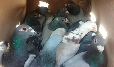 سفر ناتمام کبوتران شیرازی به مشهد