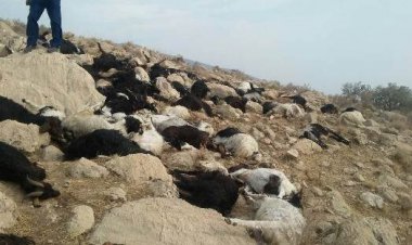 ۱۰۰ راس گوسفند در ارسنجان تلف شد