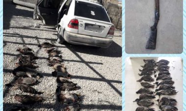 قلع و قمع اردک‌های وحشی در خرامه