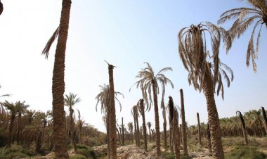 ۴۰ درصد نخل‌های خوزستان از بین رفتند