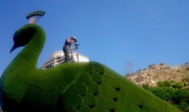 طاووس‌ها پرواز را نمیفهمند