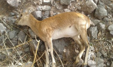 تلف شدن ۳۵ رأس قوچ و میش وحشی