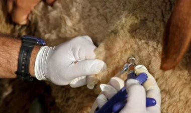 شیوع تب برفکی در عسلویه