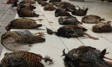 کشتار دراج‌ها با سنگ و چوب در شوش!