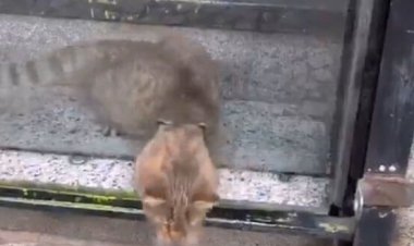 ببینید | جادوگری حیرت‌انگیز یک گربه!