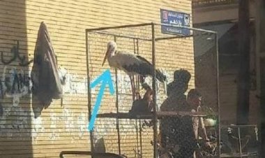 شناسایی عوامل فروش پرندگان وحشی در بازار آبادان