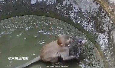 تلاش میمون برای نجات گربه افتاده در چاه