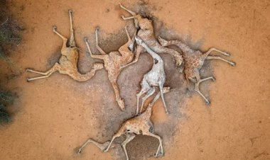 قابی غم‌انگیز