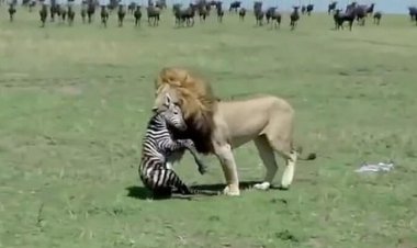 شکار غم انگیز  بچه  گورخر توسط شیر