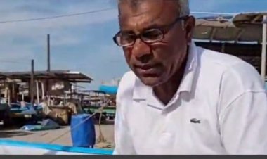 ببینید | ماهیهای قشم خوراک گاوهای اماراتی!