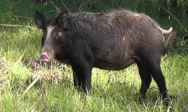 ببینید؛ شکاندن در آهنی توسط گراز!