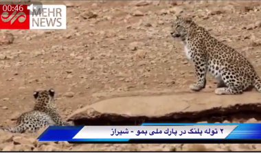 تصاویری جدید از دو پلنگ در پارک  بمو