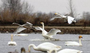 بازار سیاه قوهای مهاجر!