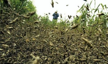 حمله ملخ‌های صحرایی اواخر اسفند به جنوب کشور