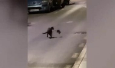 مبارزه باورنکردنی موش کونگ‌فوکار با یک گربه وسط خیابان!