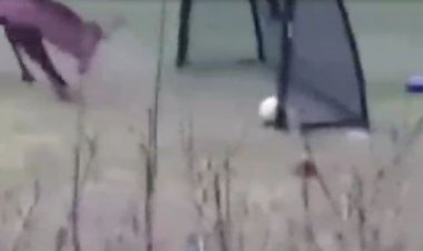 ببینید | شادی جالب و خنده‌دار یک گوزن بعد از گلزنی