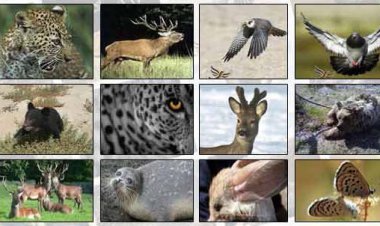 ۱۳۰ گونه جانوری ایران در خطر انقراض و تهدید