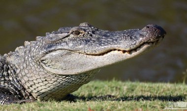 تصویری عجیب از یک گورخر در بین آرواره های کروکودیل