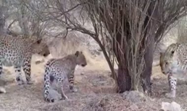 نادرترین تصویر از حیات وحش ایران!