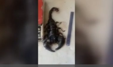 رونمایی از غول‌پیکرترین عقرب جهان