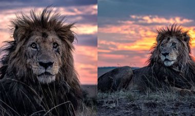 شکار پیرترین شیر جهان توسط یک عکاس