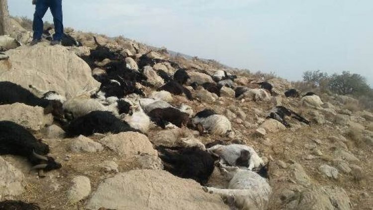 ۱۰۰ راس گوسفند در ارسنجان تلف شد