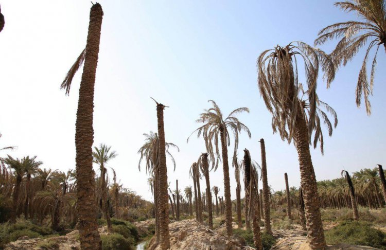 ۴۰ درصد نخل‌های خوزستان از بین رفتند