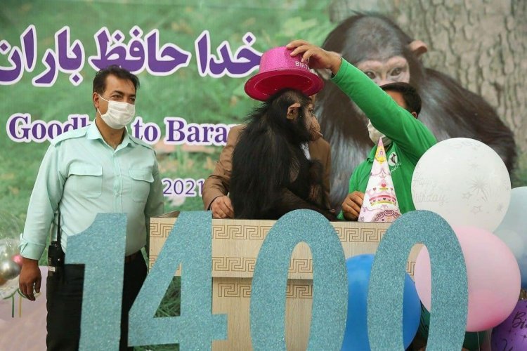 مرگ شامپانزه ایرانی در غربت
