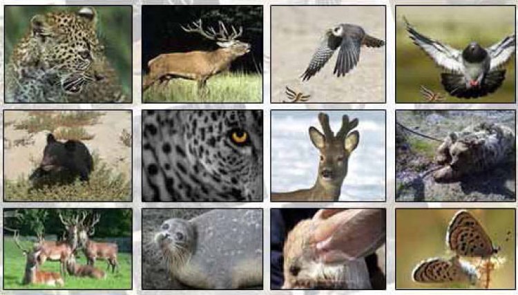 ۱۳۰ گونه جانوری ایران در خطر انقراض و تهدید
