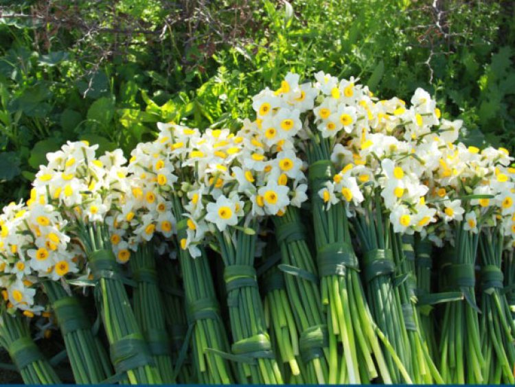 فارس رتبه نخست تولید گل نرگس در کشور