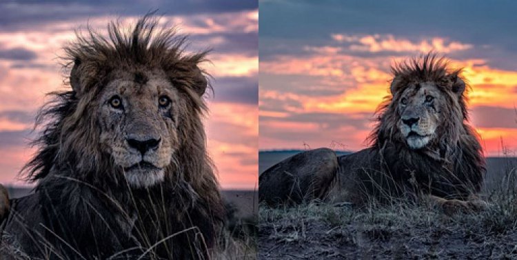 شکار پیرترین شیر جهان توسط یک عکاس