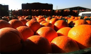 توزیع هوشمند میوه شب عید تا درب منازل ۱۵ درصد زیر قیمت بازار