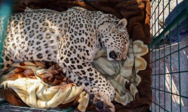 پلنگ ایرانی در شمال عراق به دام افتاد