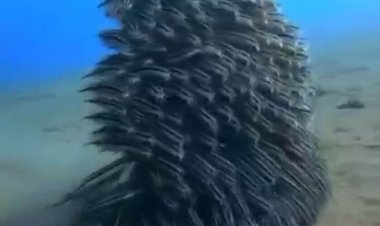 ببینید | حرکت حیرت‌انگیز مارماهی‌ها در اقیانوس برای حفاظت از خود در مقابل دشمن