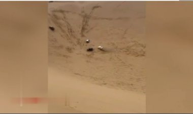 کویرنوردی با پیکان؛ چه سلطانی!