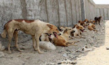 هشت هزار مورد حیوان گزیدگی سالانه در خوزستان