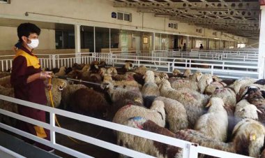 چرا صادرات دام متوقف شد؟