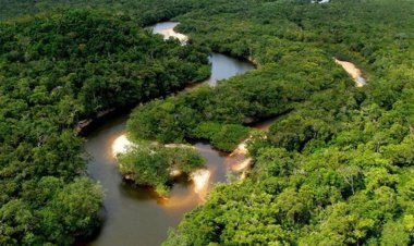جنگل دریایی که نام درختانش برگرفته از دانشمند بزرگ ایرانی‌ست