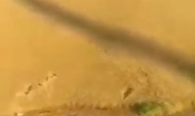 "سبز شدن" هزاران جوی دپو شده در گمرک بندر چابهار