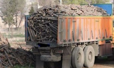 کشف بیش از ۷ تن چوب بلوط قاچاق در کازرون