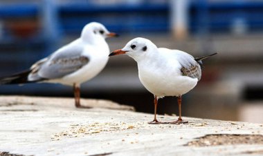پرندگان مهاجر به شیراز آمدند