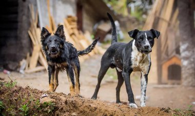 بیش از 1000 مورد سگ گزیدگی در اهواز