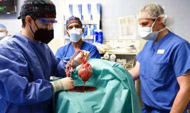 پیوند قلب خوک به  انسان برای نخستین‌بار در تاریخ!