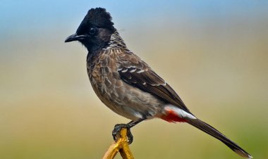 قاچاق کلان پرندگان زینتی با مجوز محیط زیست و بدون نظارت دولتی!