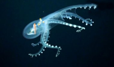 ببینید؛ کشف اختاپوس شیشهای در اعماق اقیانوس